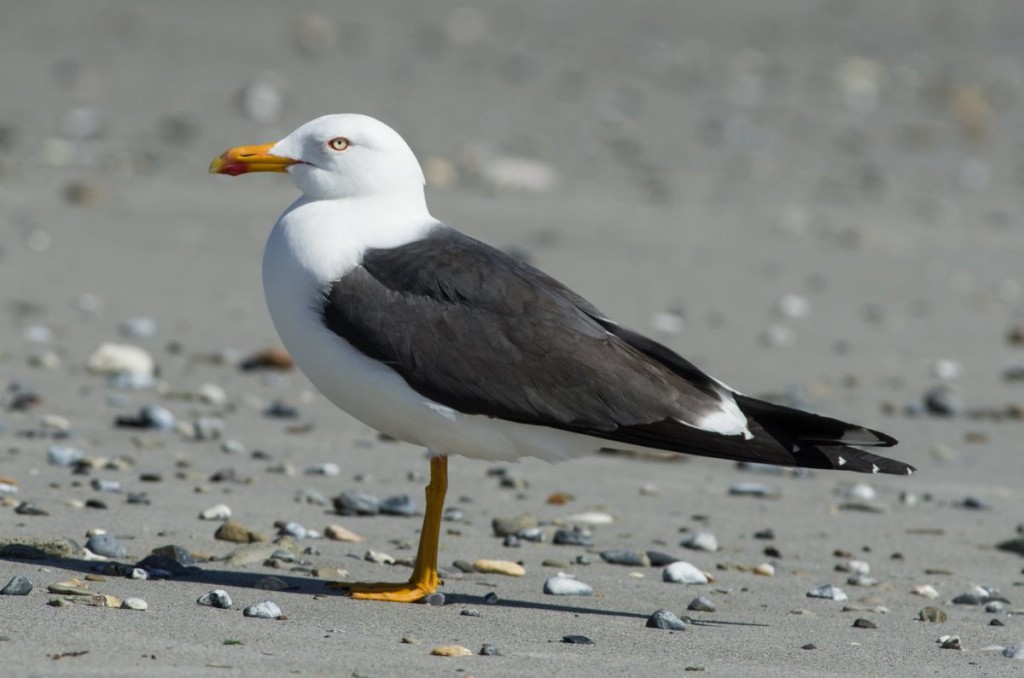 gaivota-de-rabo-preta 