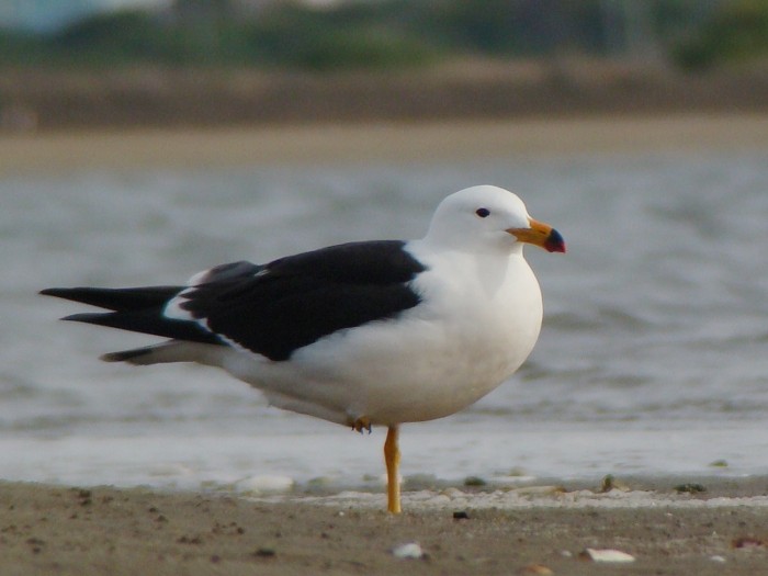 gaivota-de-rabo-preta