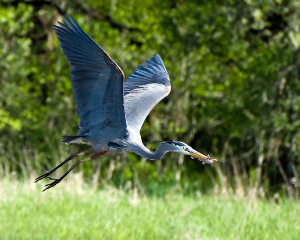 garca-azul-grande