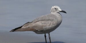 habitat da gaivota-cinzenta