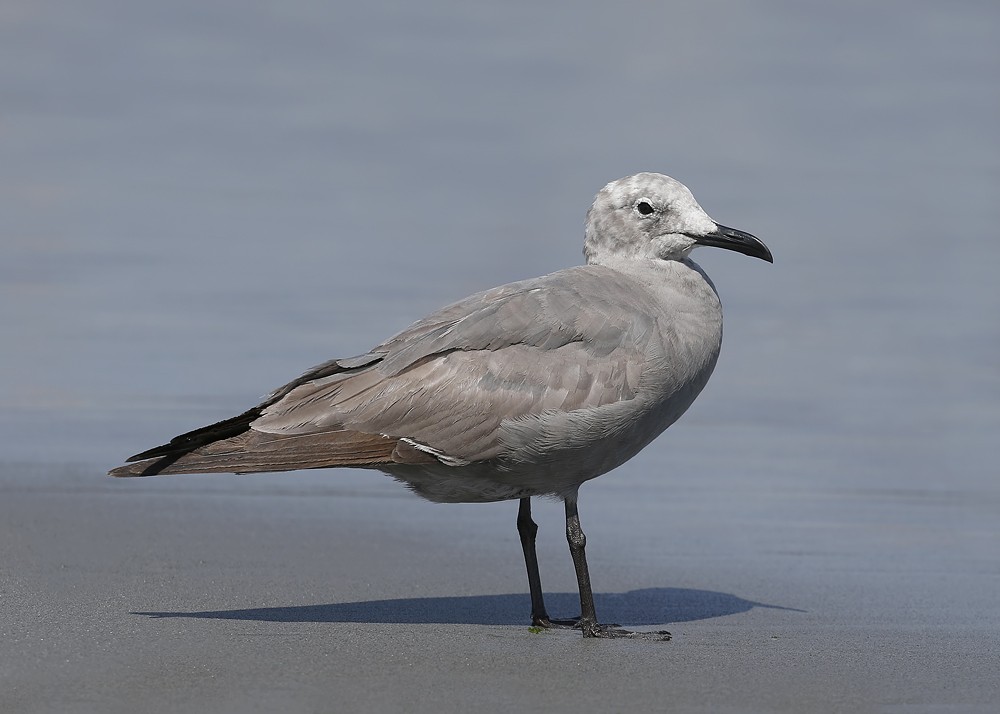 habitat da gaivota-cinzenta