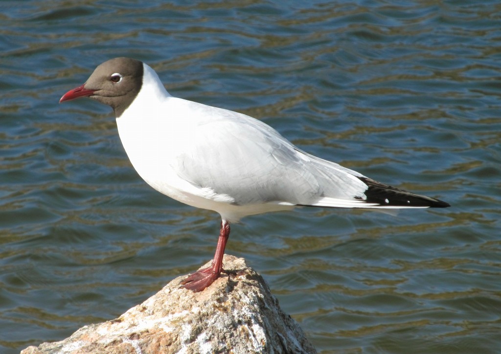 habitat da gaivota-de-cabeca-cinza