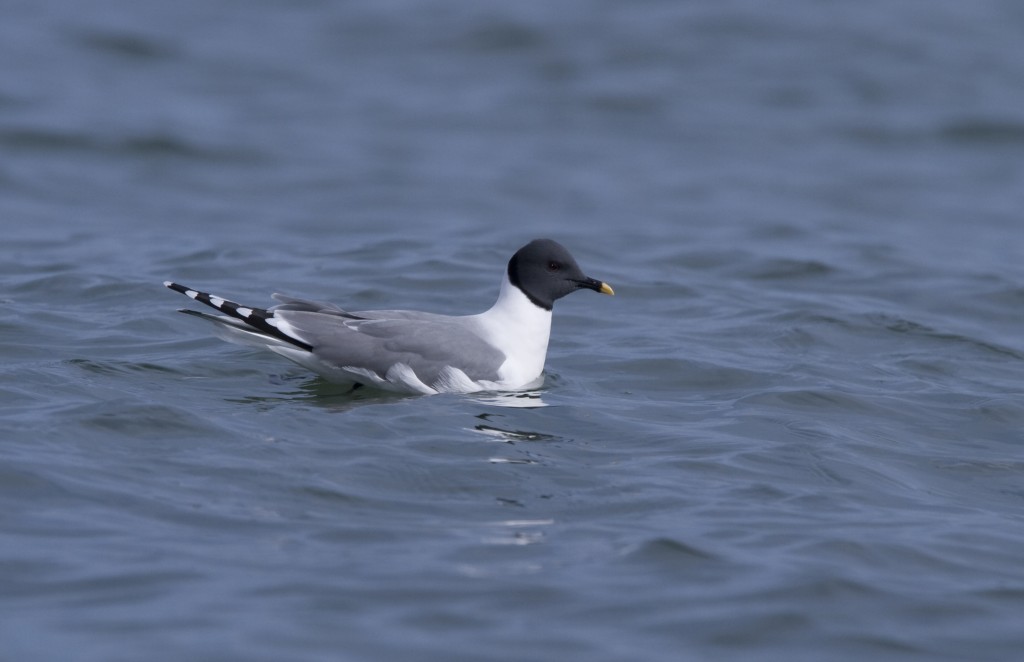 habitat da gaivota de sabine