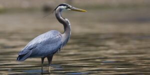 habitat da garca-azul-grande