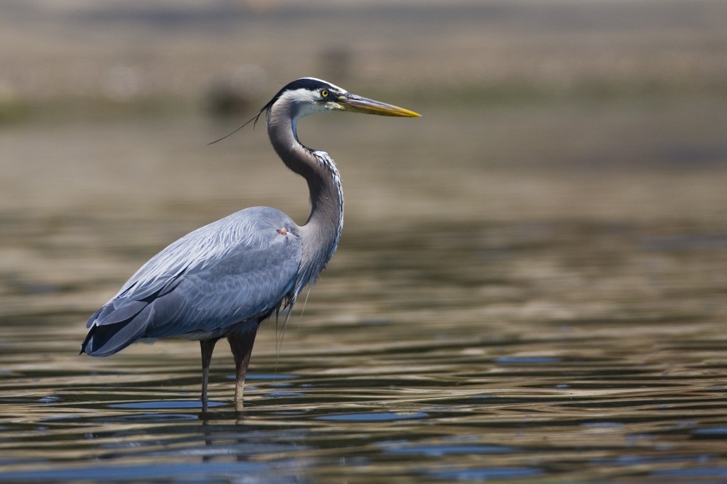 habitat da garca-azul-grande