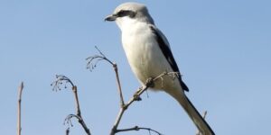 habitat de picanco-grande