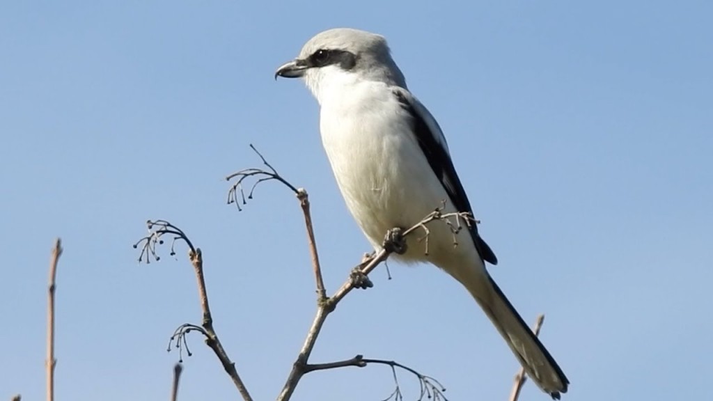 habitat de picanco-grande