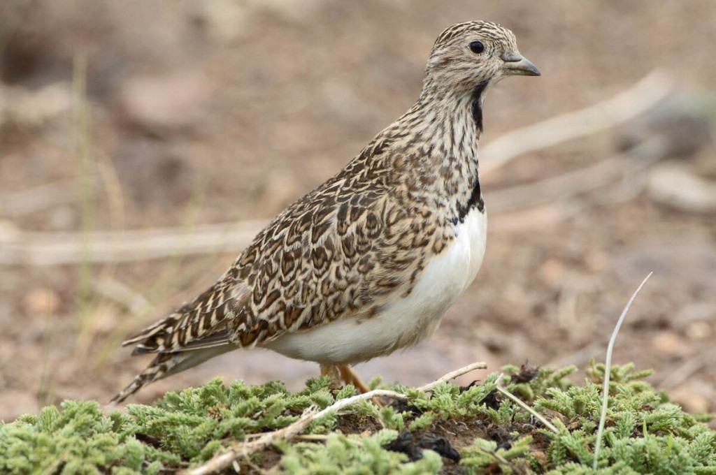 habitat do agachadeira-mirim