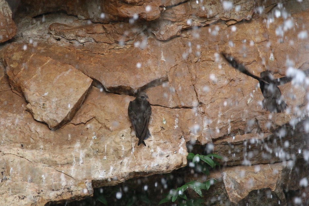 habitat do andorinhao-velho-da-cascata