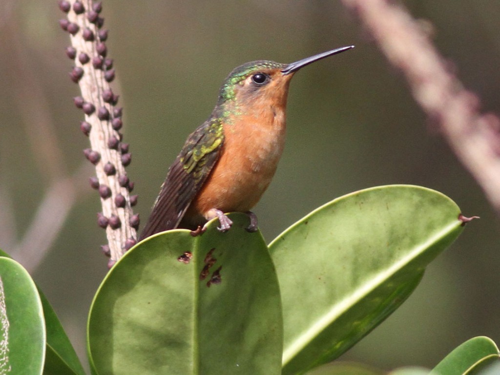 habitat do asa-de-sabre-canela