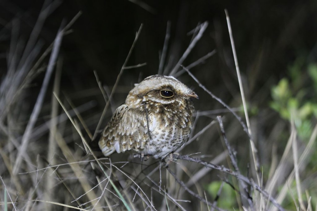 habitat do bacurau-de-rabo-branco