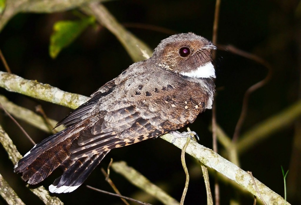 habitat do bacurau-ocelado