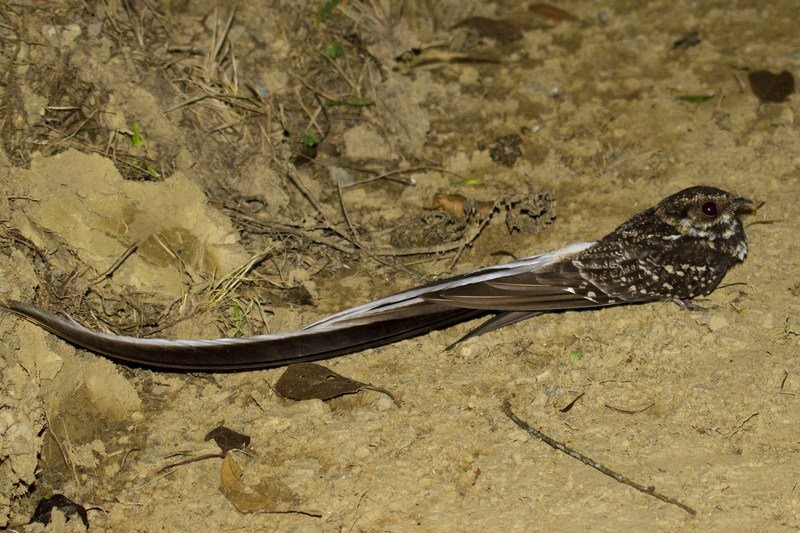 habitat do bacurau-tesourao