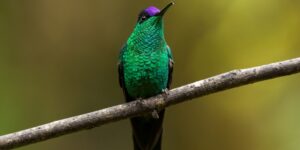 habitat do beija-flor-de-fronte-violeta