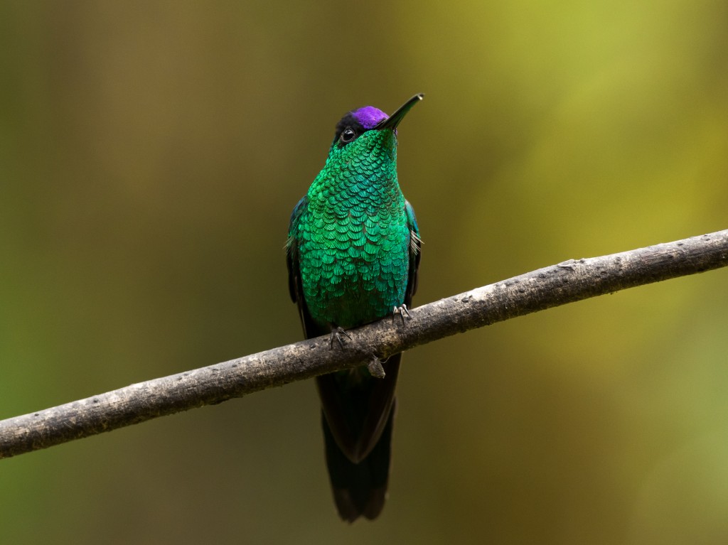 habitat do beija-flor-de-fronte-violeta