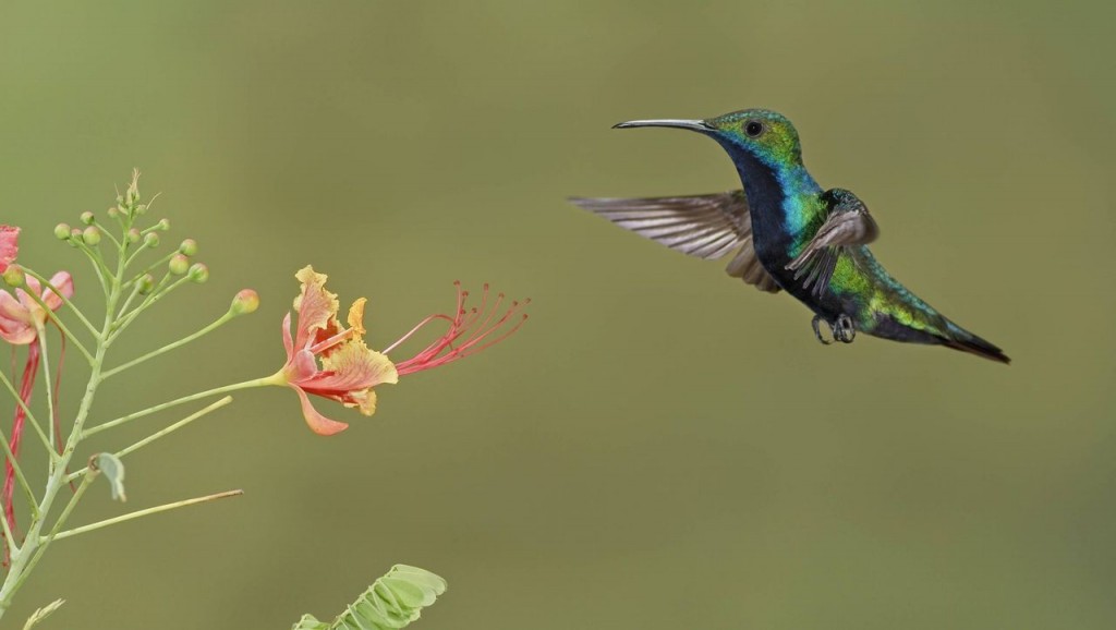 habitat do beija-flor de-veste-preta