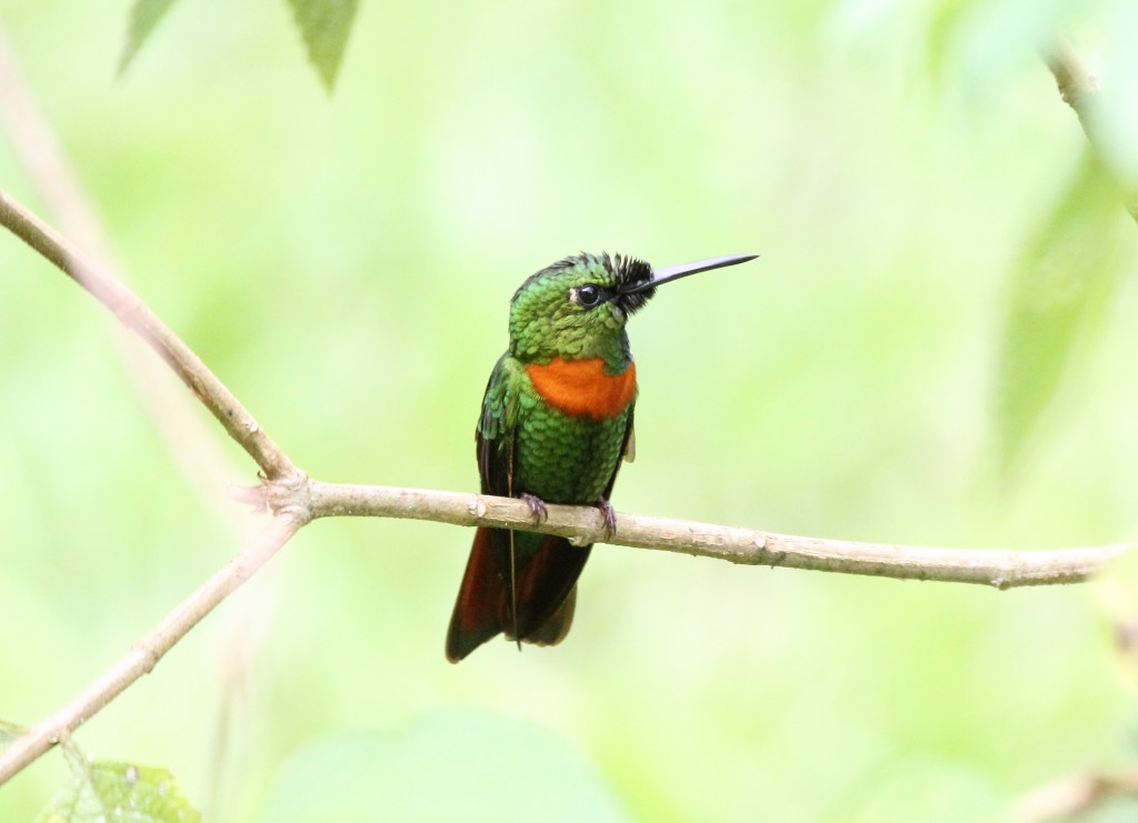 habitat do beija-flor-estrela