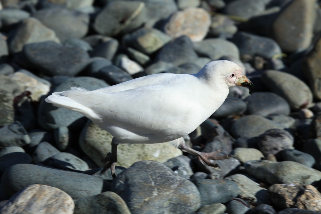 habitat do bico-de-bainha-antarctico