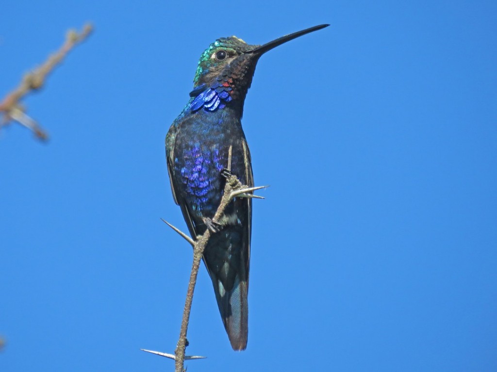 habitat do bico-reto-azul