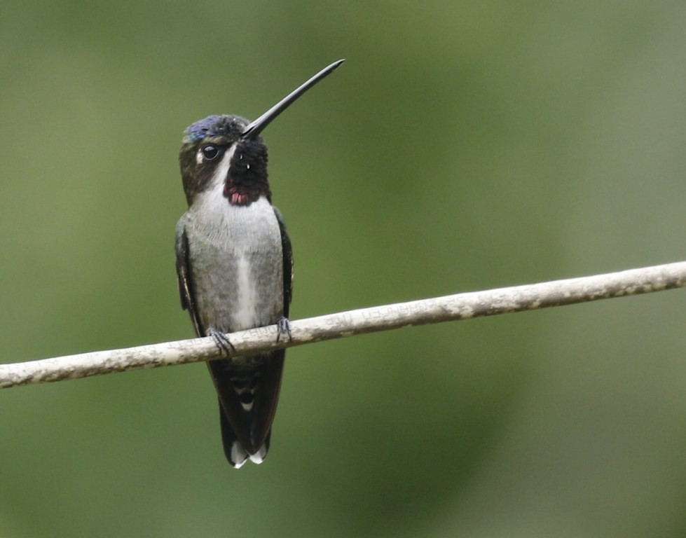 habitat do bico-reto-cinzento