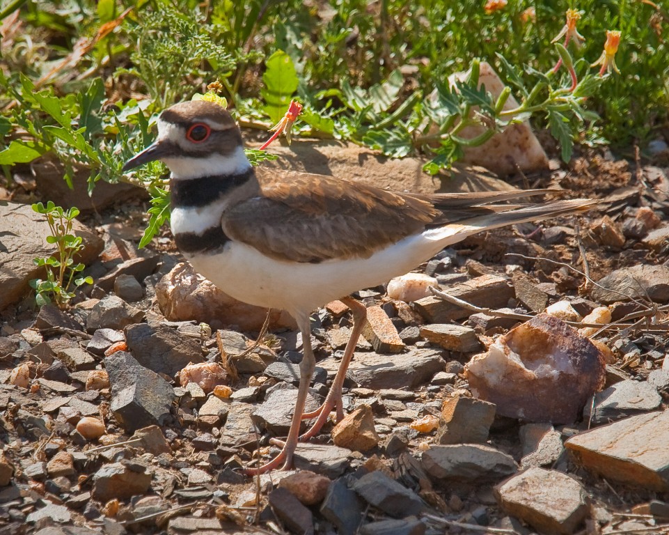 habitat do borrelho-de-dupla-coleira