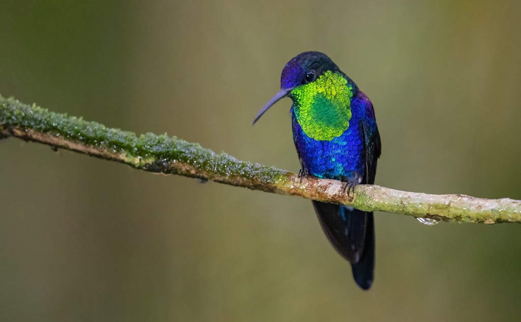 habitat do caracteristicas do beija-flor-tesoura-verde