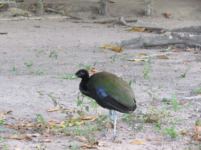 habitat do jacamim-das-costas-verdes