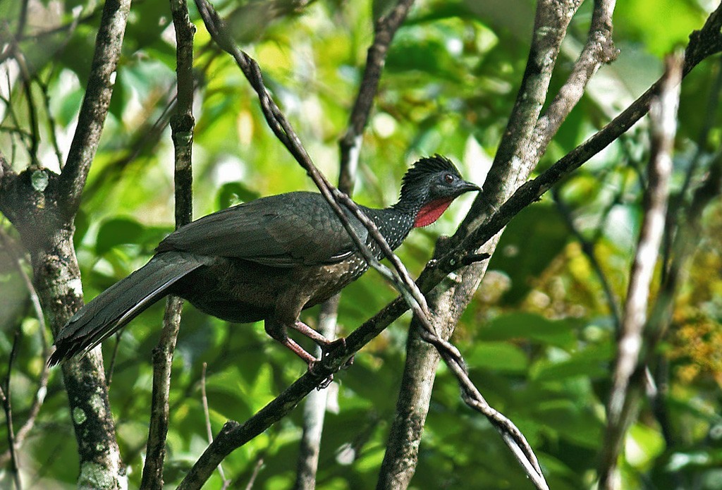 habitat do jacumirim