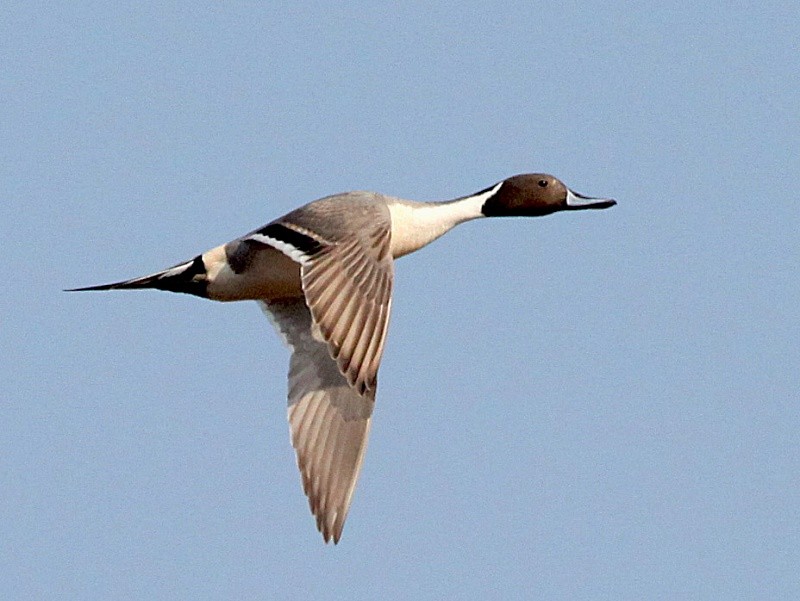 habitat do marreca-arrebio