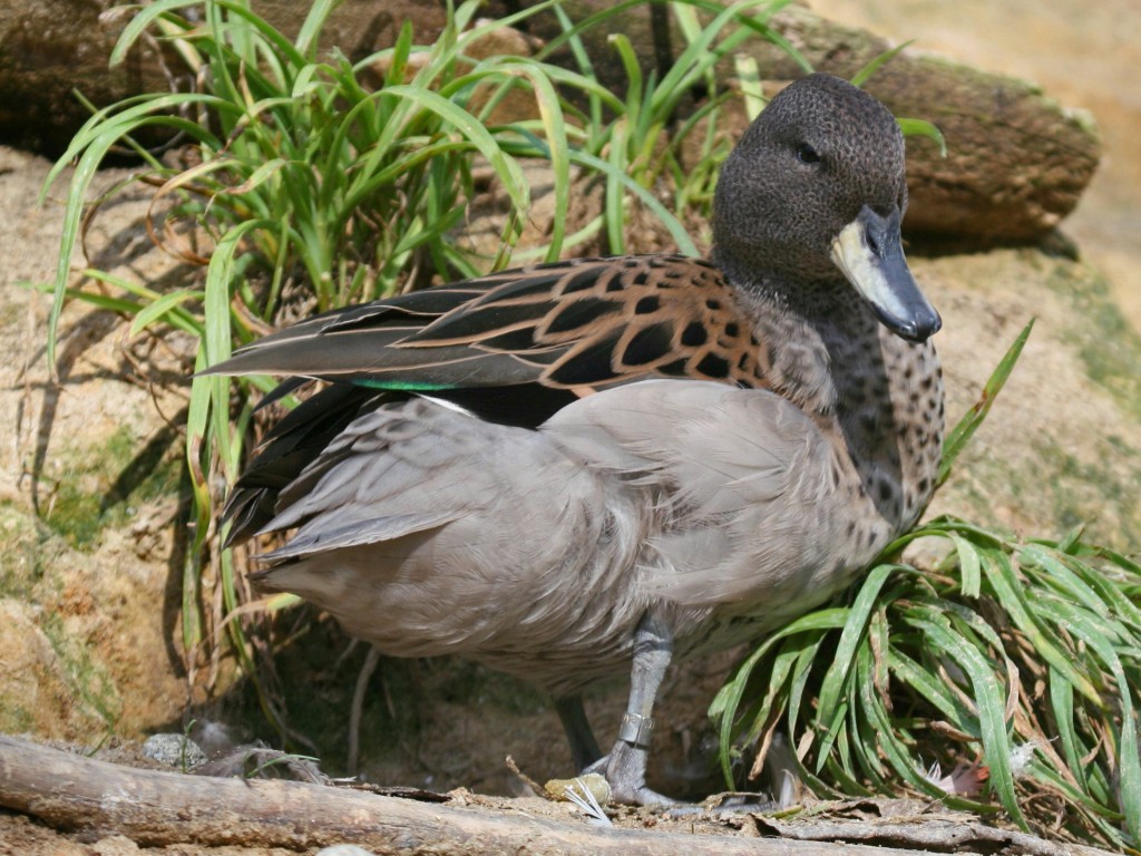 habitat do marreca-pardinha