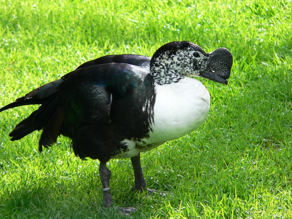 habitat do pato-de-crista-americano