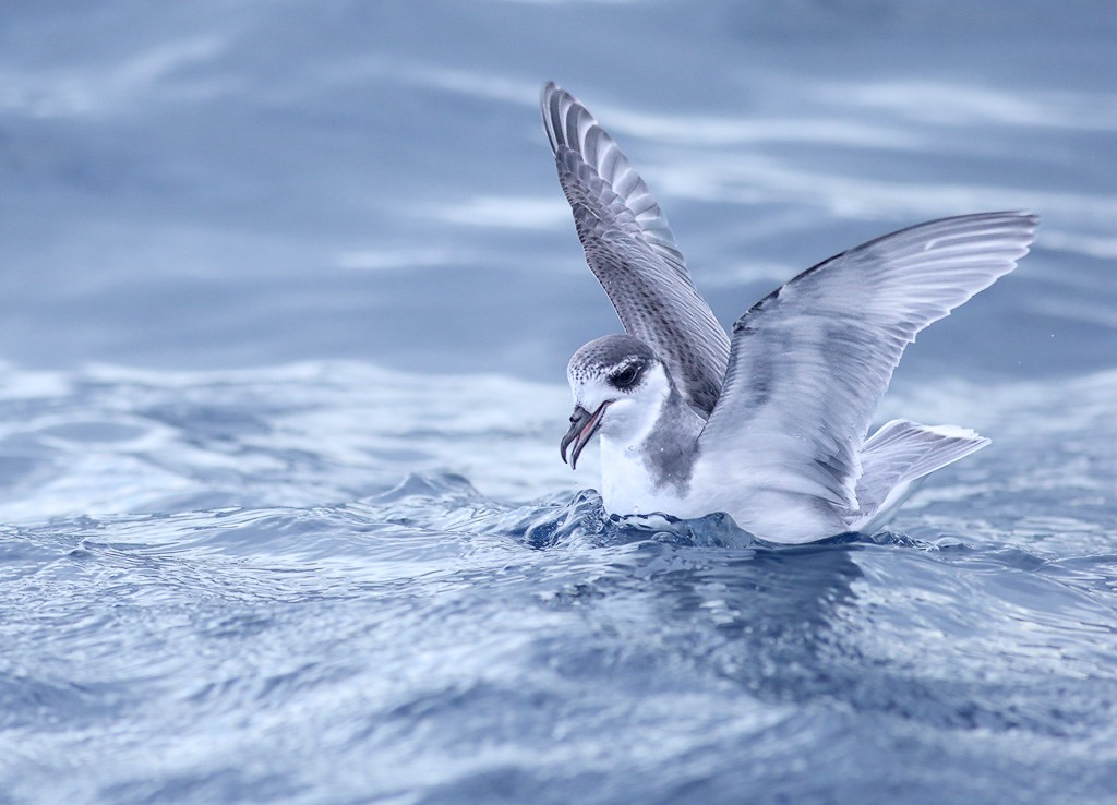 habitat do petrel-azul