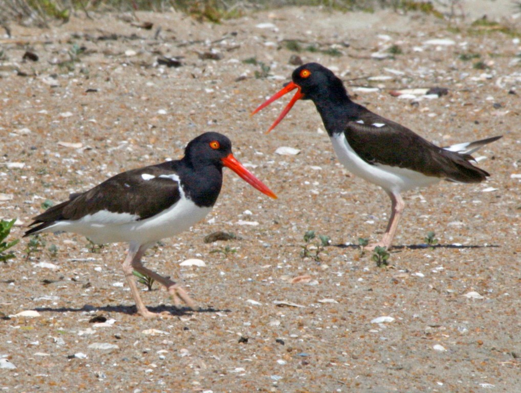 habitat do pirupiru