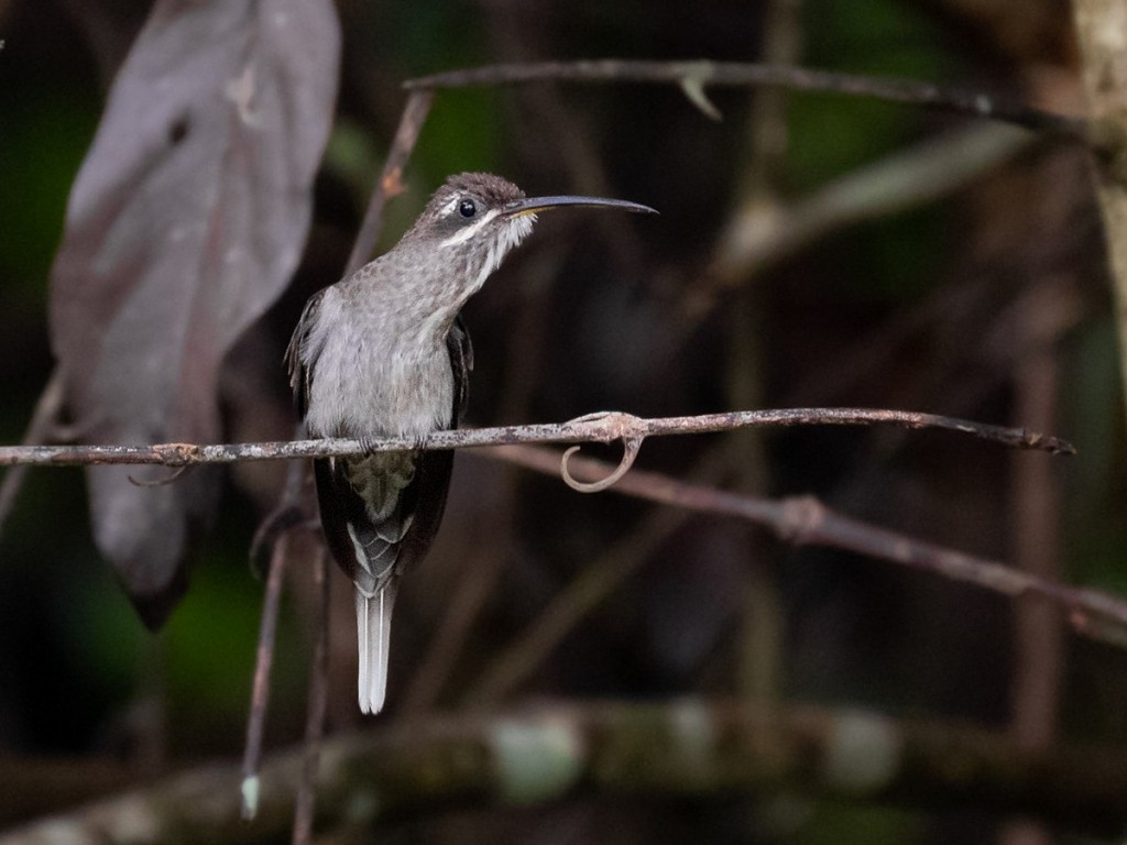 habitat do rabo-branco-pequeno