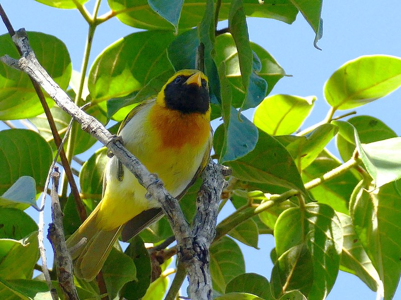 habitat do saira-de-papo-preto