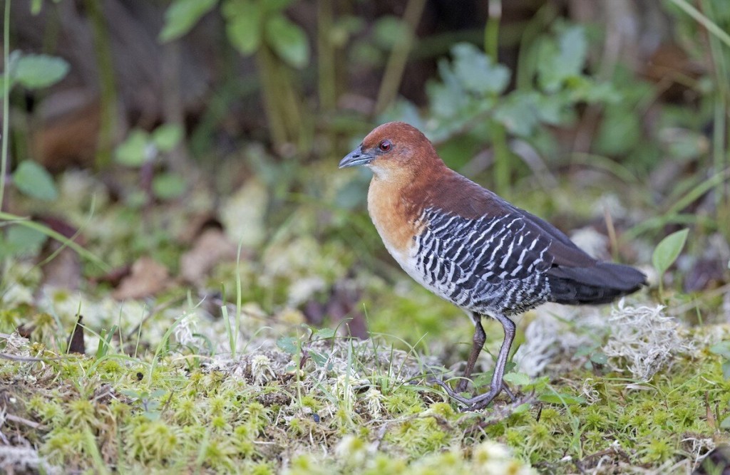 habitat do sana-de-cara-ruiva