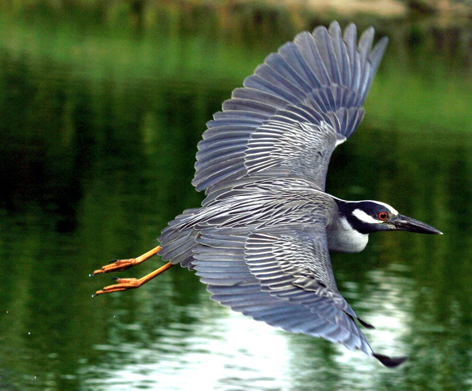 habitat do savacu-de-coroa