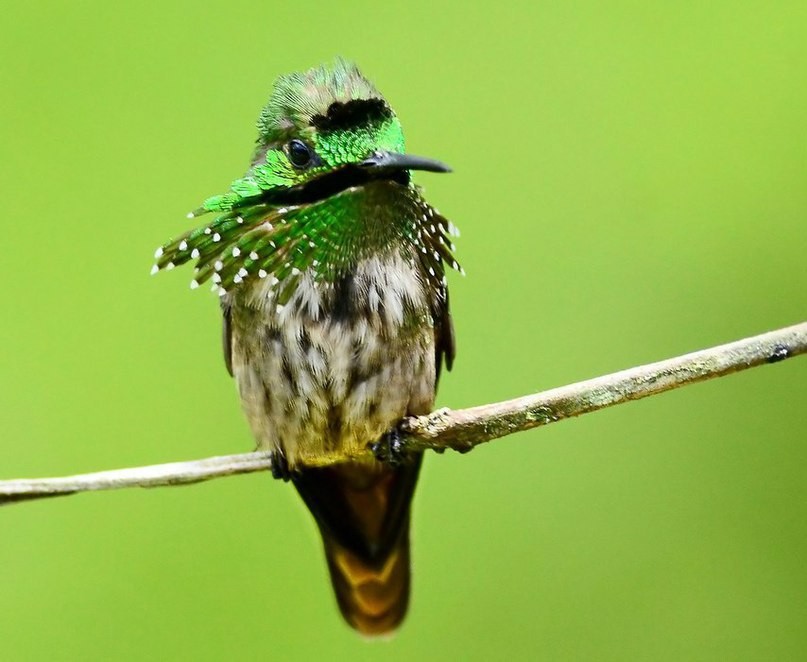 habitat do topetinho-verde