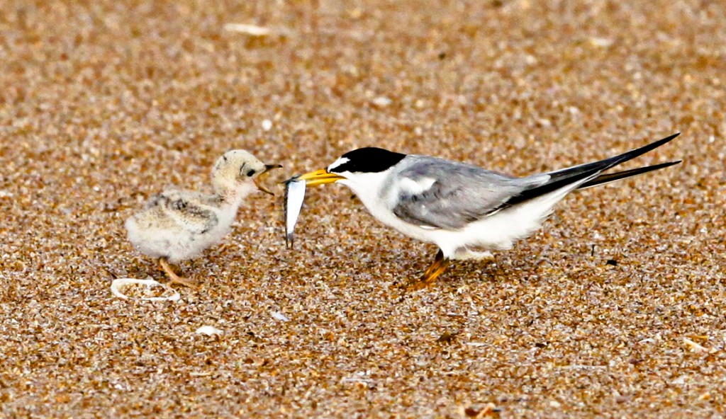 habitat do trinta-reis-miudo