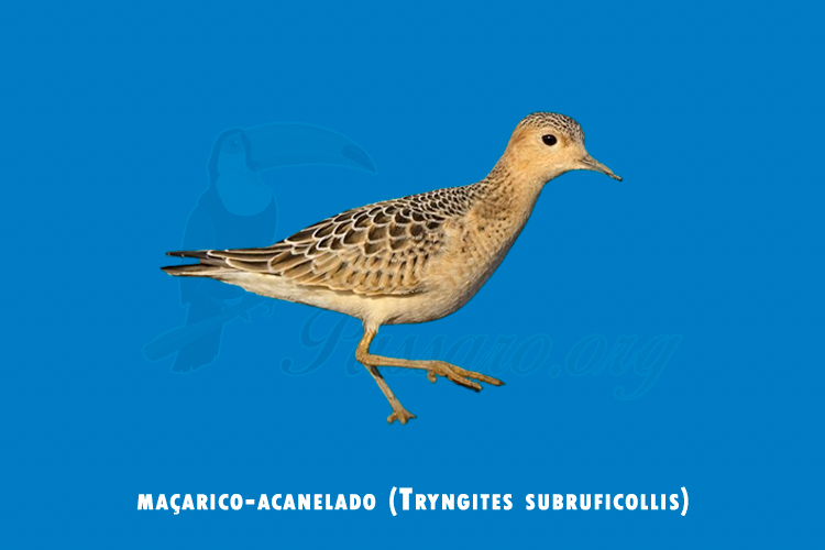 macarico-acanelado (tryngites subruficollis)