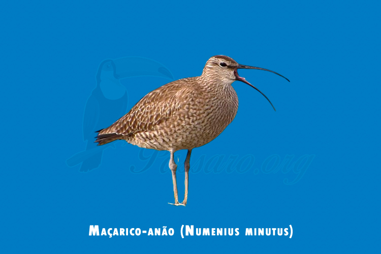 macarico-anao (numenius minutus)