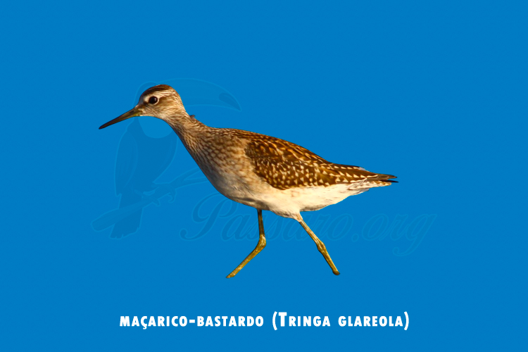 macarico-bastardo (tringa glareola)