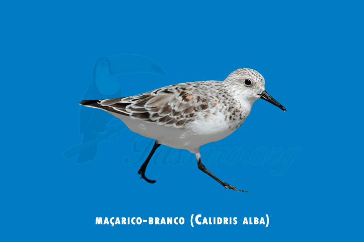 macarico-branco (calidris alba)