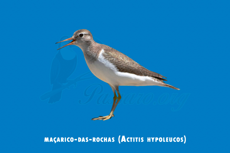 macarico-das-rochas (actitis hypoleucos)
