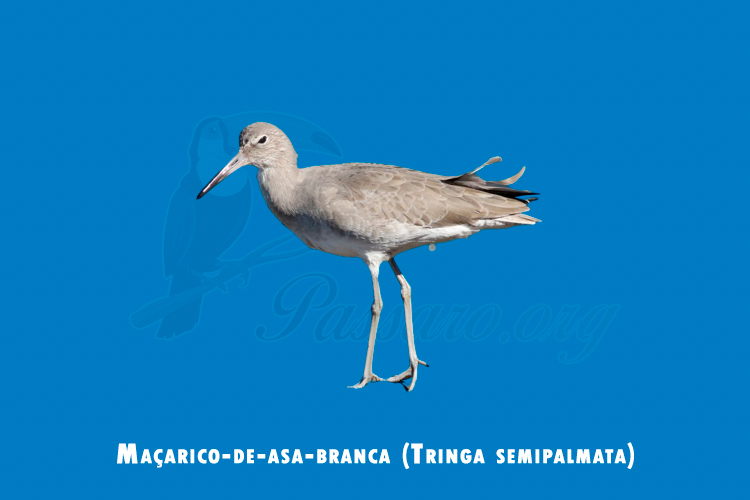 macarico-de-asa-branca (tringa semipalmata)