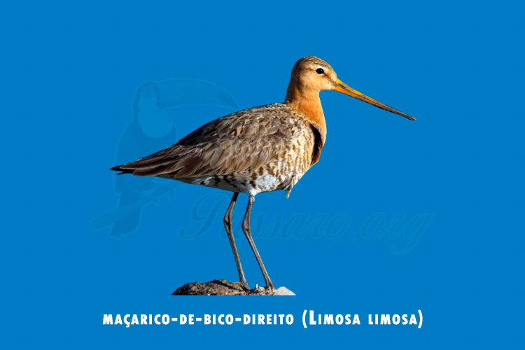 macarico-de-bico-direito (limosa limosa)