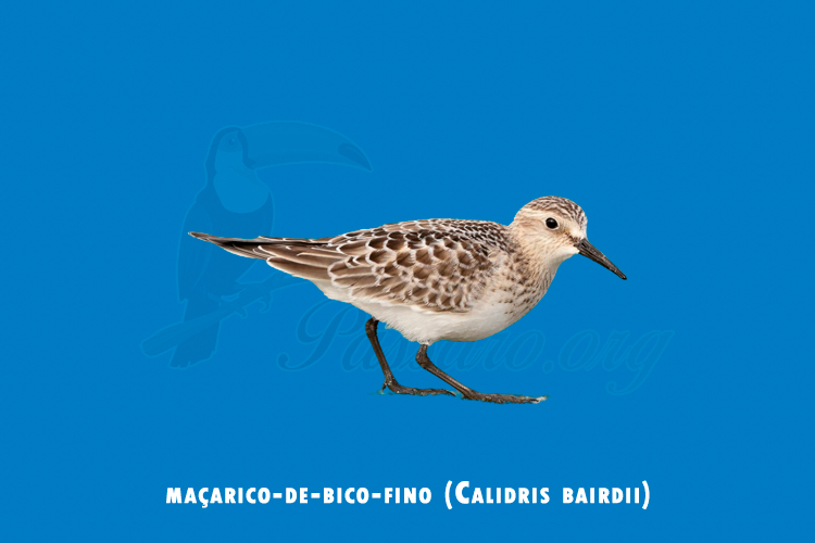 macarico-de-bico-fino (calidris bairdii)