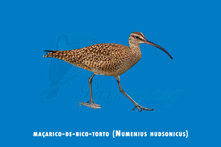 macarico-de-bico-torto (numenius hudsonicus)