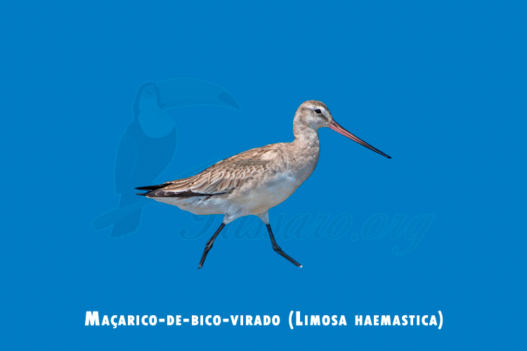 macarico-de-bico-virado (limosa haemastica)