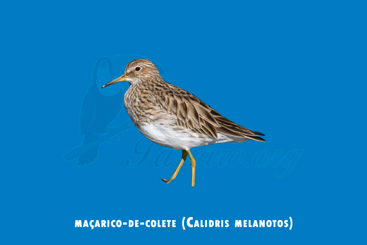 macarico-de-colete (calidris melanotos)